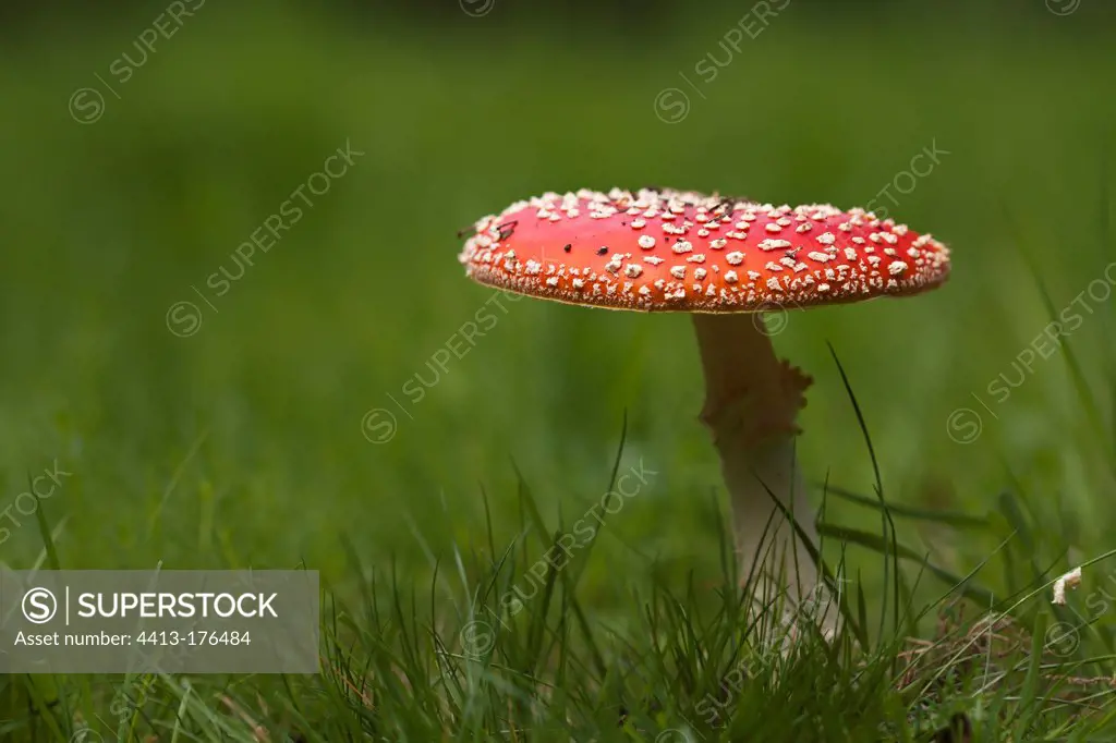 Fly agaric in the grass in summer Vosges France