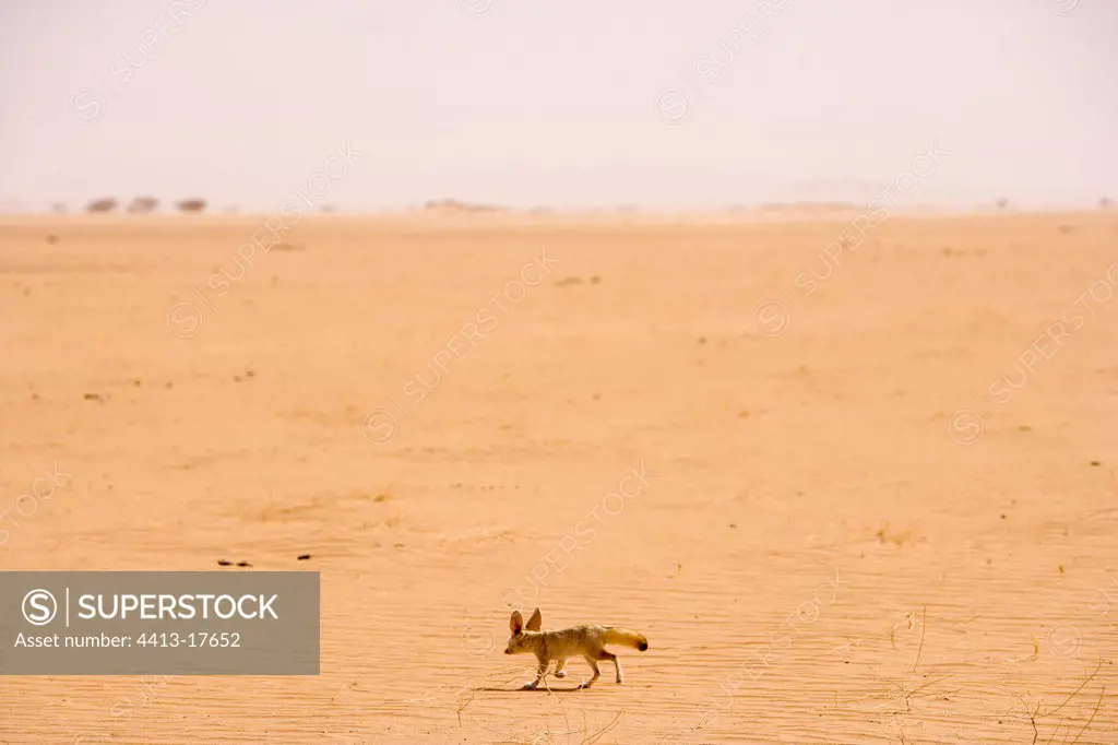 Fennec in the desert of Tenere Niger