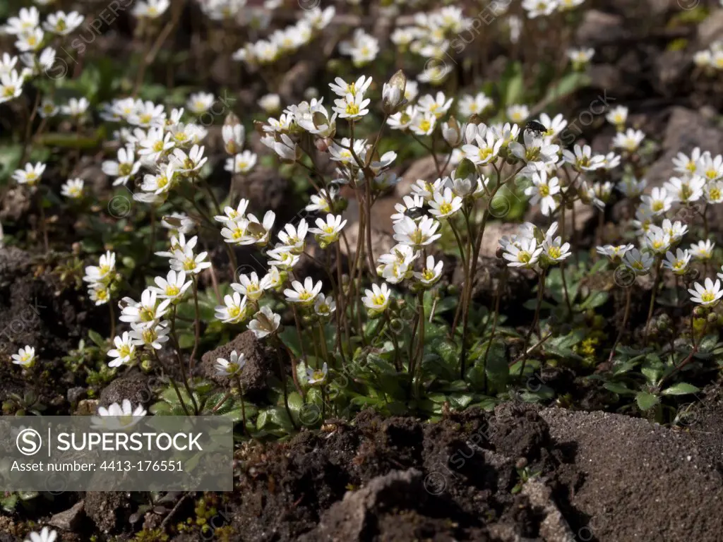 Common whitlow-grass in bloom at spring