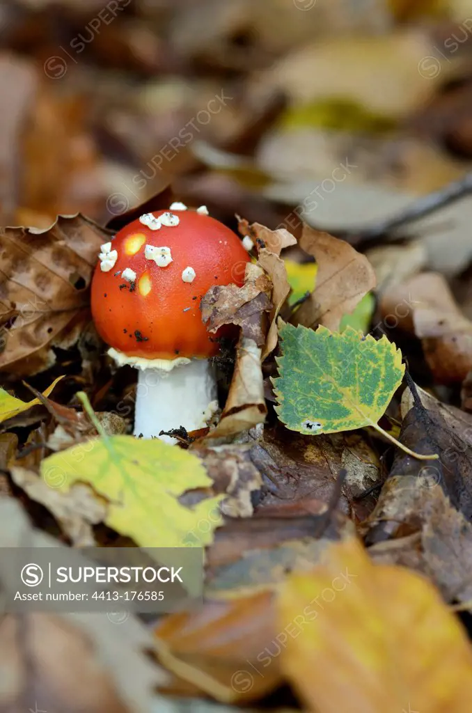 Young fly agaric in dead leaves VosgesFrance
