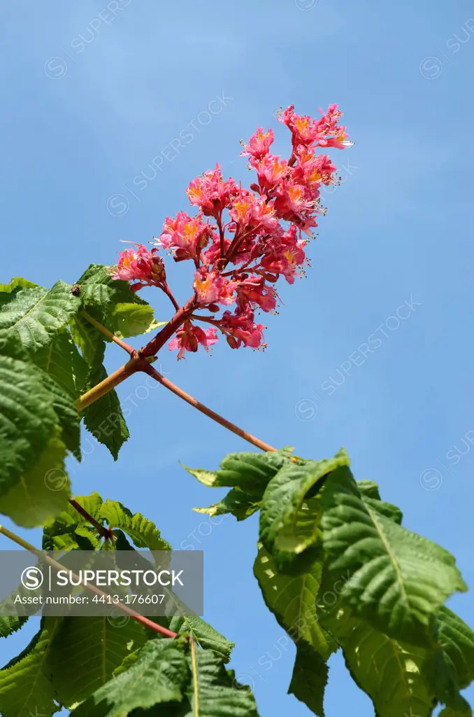Chestnut flowers with red flowers in the spring France