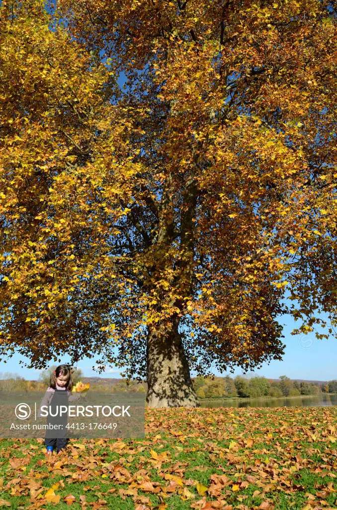 Girl collecting the leaves of a Sycamore France
