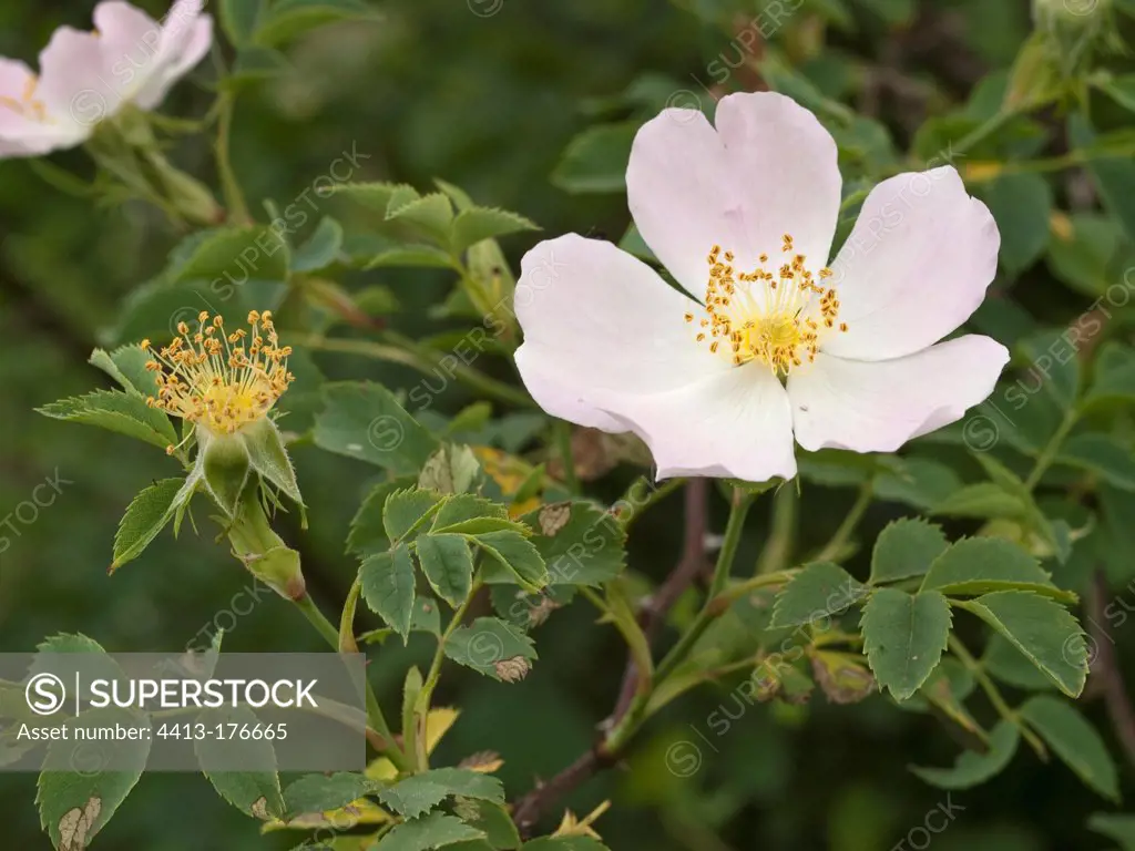 Wild roses in the spring in the Doubs France