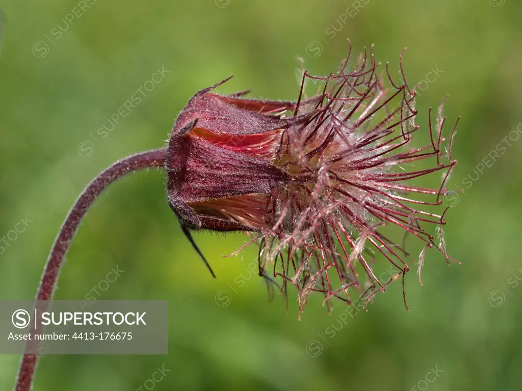 Water Avens flowers in the spring in the Doubs France