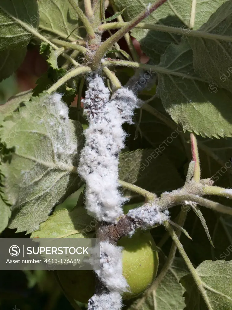 Woolly aphid colonies on apple branches