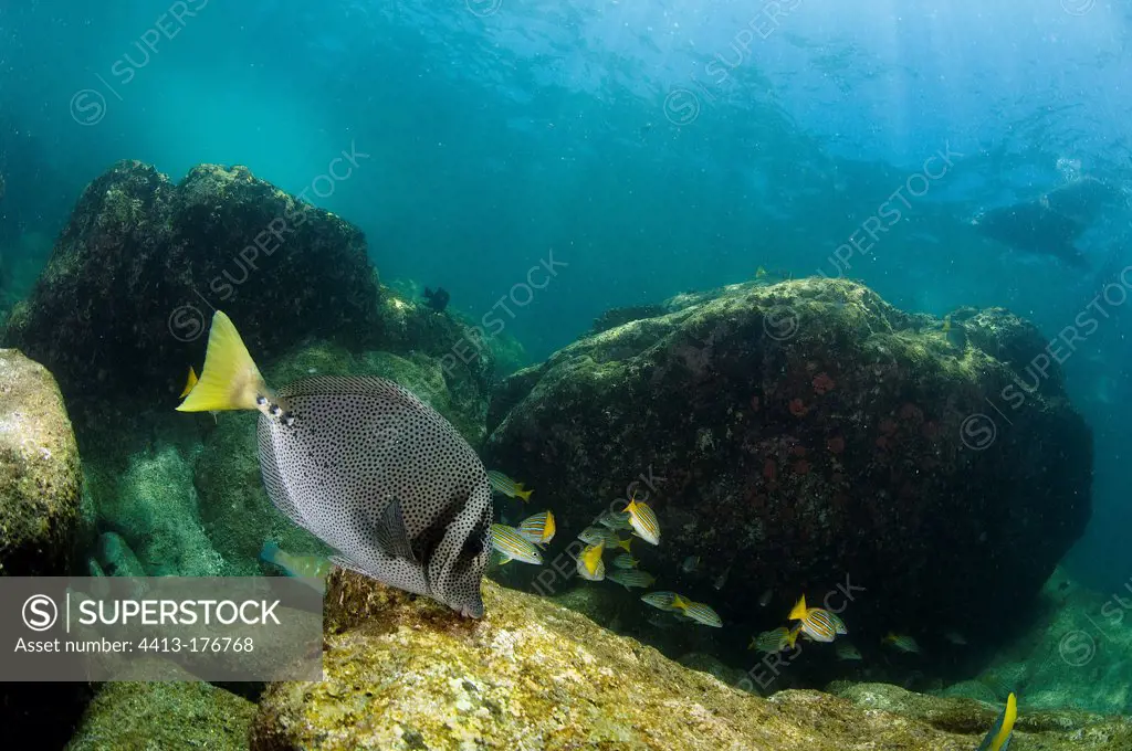 Razor surgeonfish swimming at Los Islotes Mexico