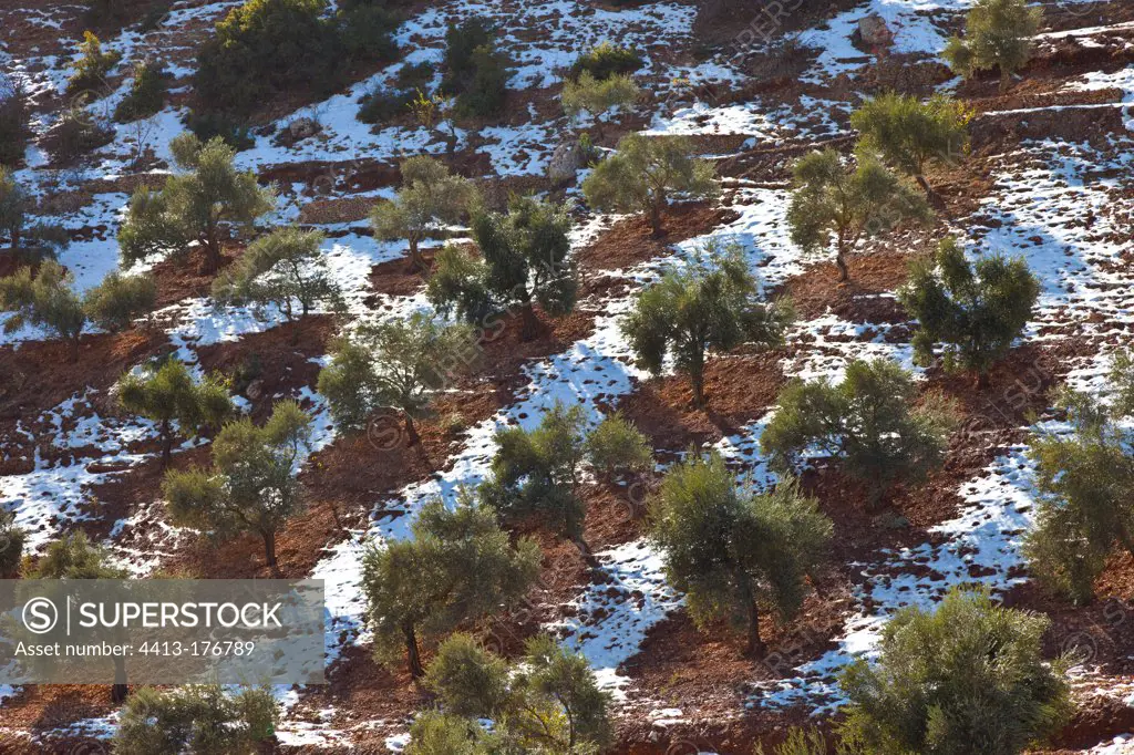Rows of olive trees and snow Ajloun Jordan