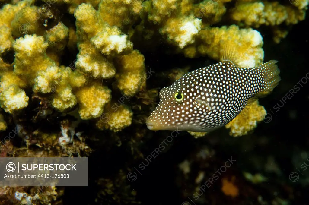 Spotted sharpnosed puffer in the Cabo Pulmo NP Mexico
