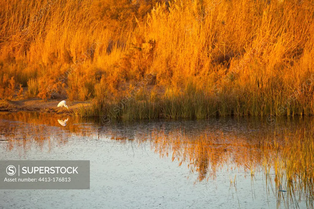 White egret on the bank of Azraq Oasis RN Jordan
