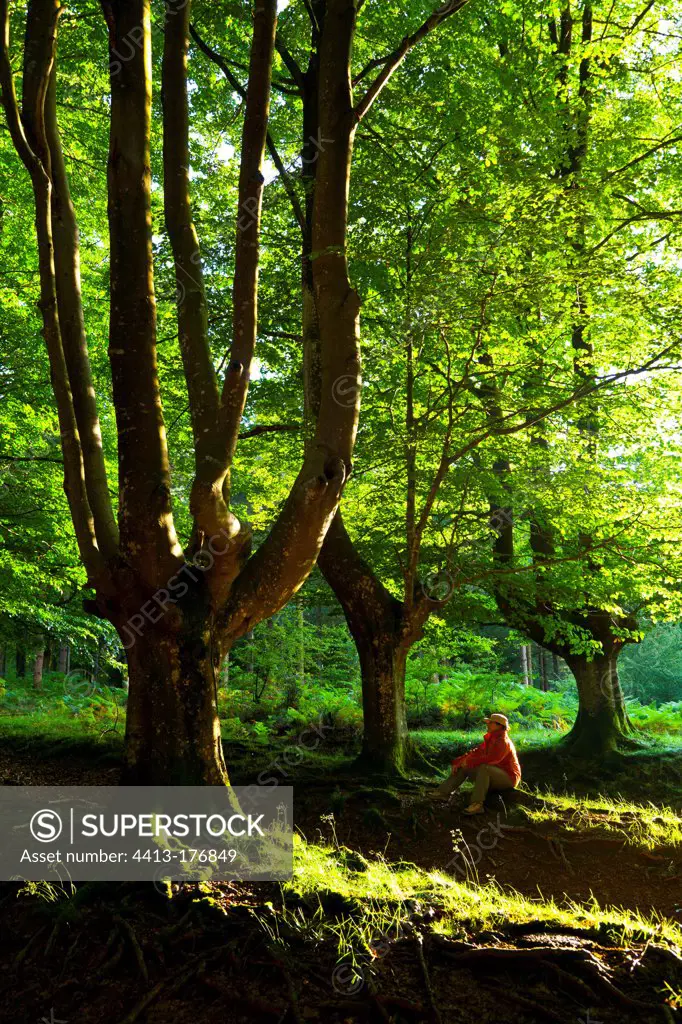 Beech forets in the Natural Park of Pageta in Spain