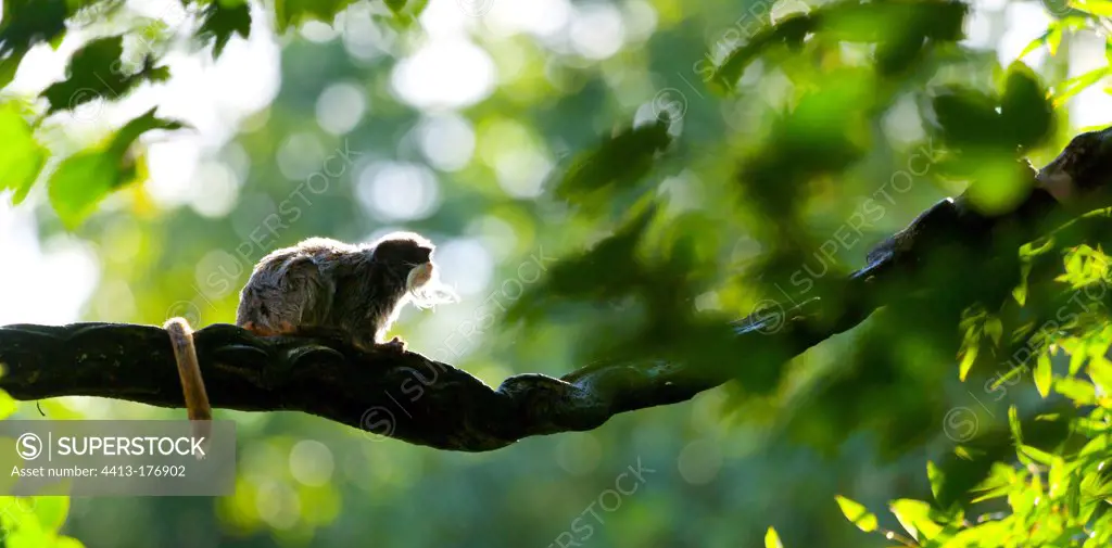 Silhouette of Emperor Tamarin sat on a branch