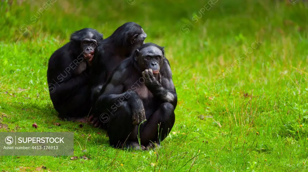 Gracile Chimpanzee sat on the grass