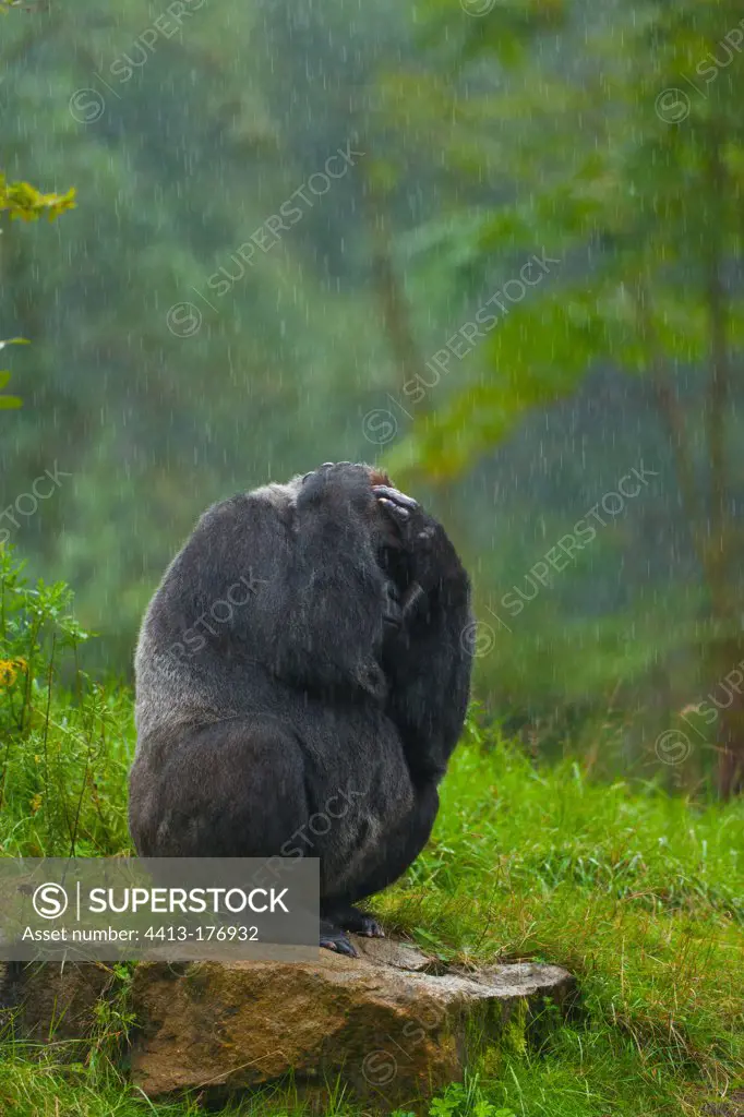 Western lowland gorilla protects against rain