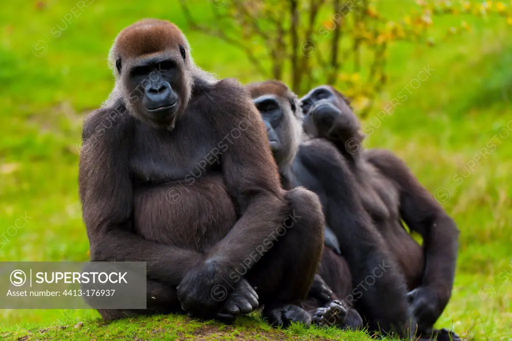 Western lowland gorillas grooming