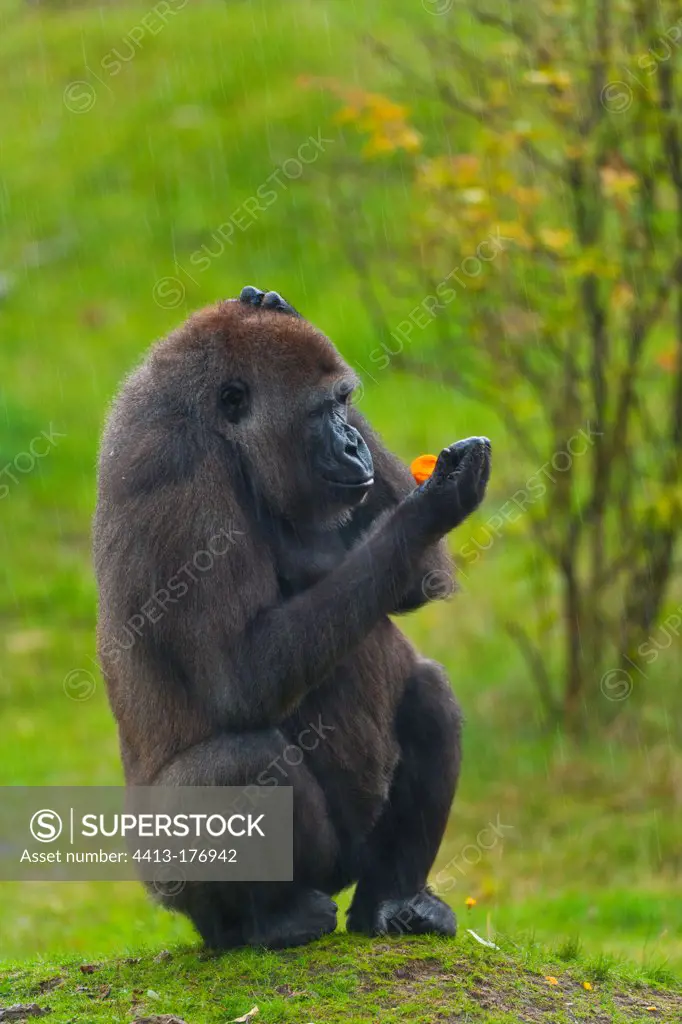Western lowland gorilla looking at its hand