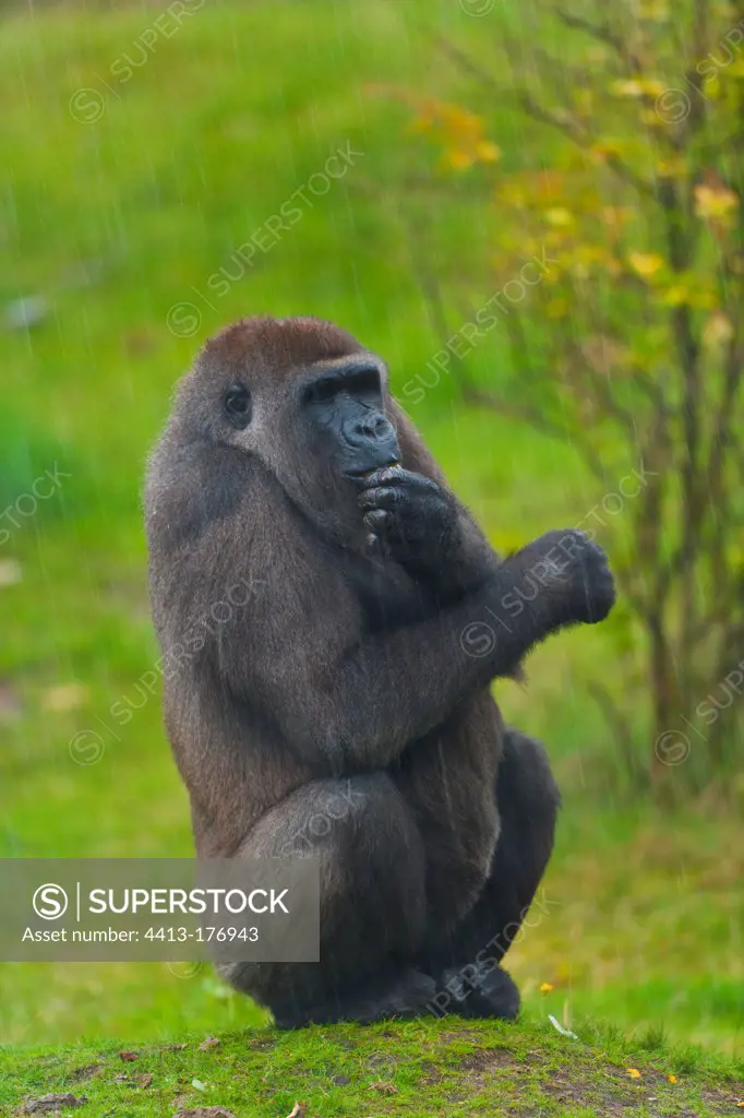 Western lowland gorilla thinking