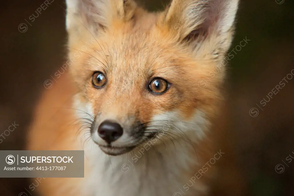 Portrait of a young red fox in Quebec