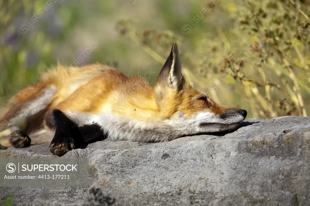 Red fox resting on a rock Quebec Canada