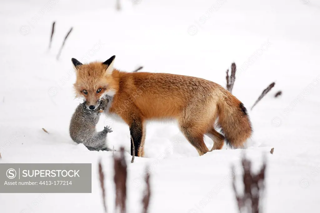 Red fox catching a Grey squirrel in snow QuebecCanada