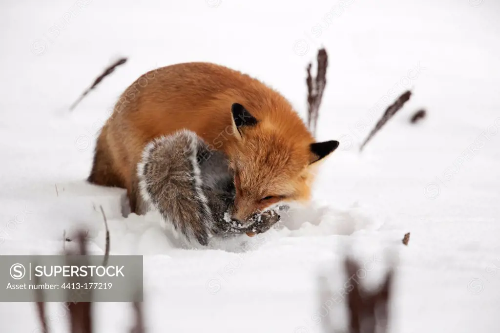 Red fox catching a Grey squirrel in snow QuebecCanada