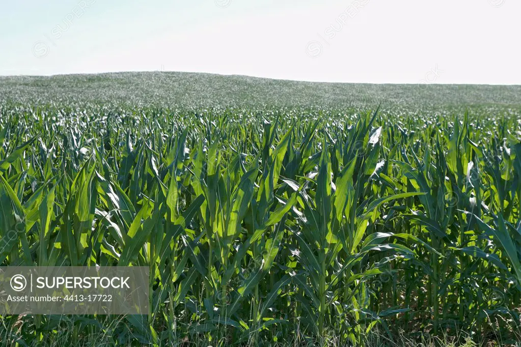 Corn field before flowering France