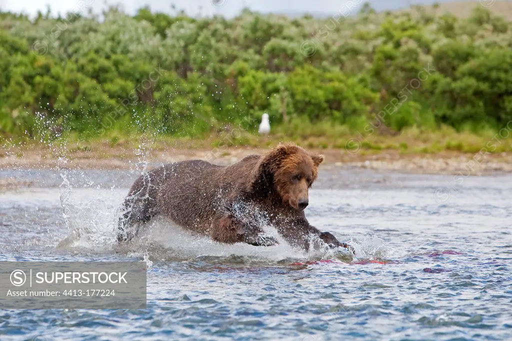 Grizzly fishing salmon in a river in Katmai NP Alaska