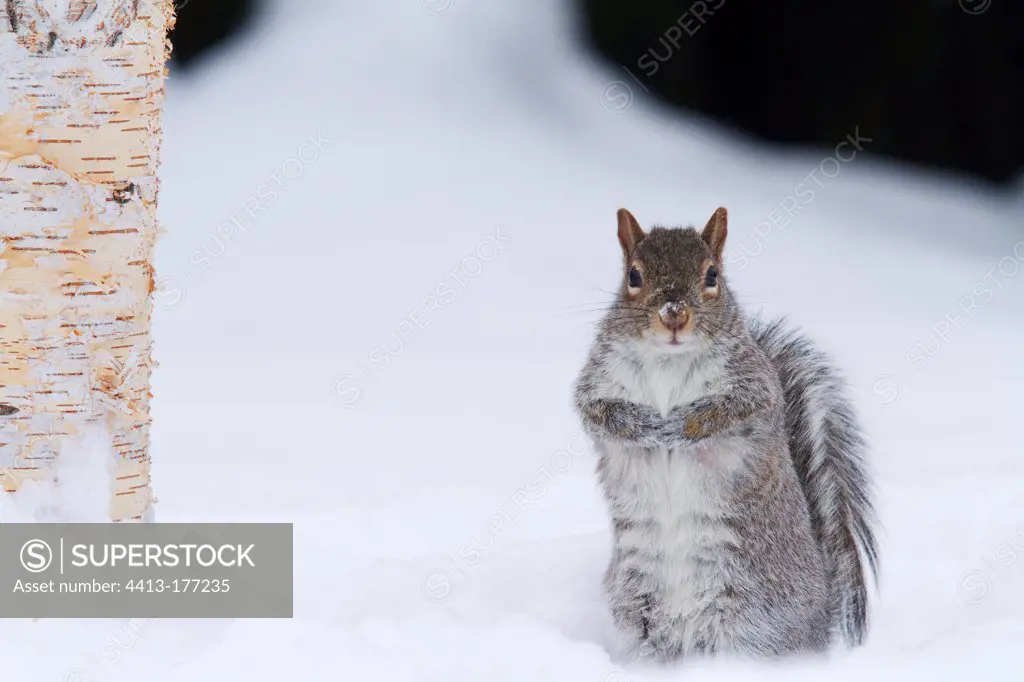 Grey squirrel in snow QuebecCanada