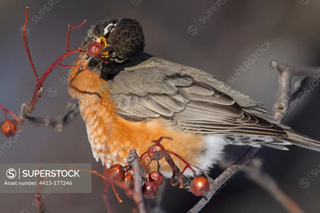 American robin eating berries on a branch QuébecCanada