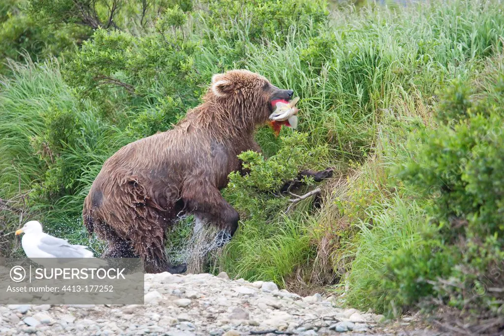 Grizzly out of the river with a Sockeye salmon