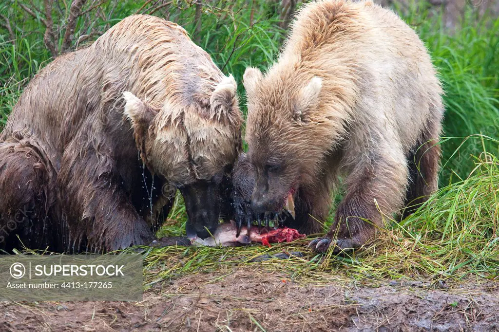 Grizzlys eating a Sockeye Salmon in the Katmai NP Alaska