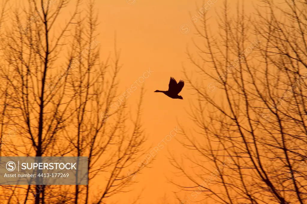Canada geese in flight at sunset Lac Saint-Pierre Quebec