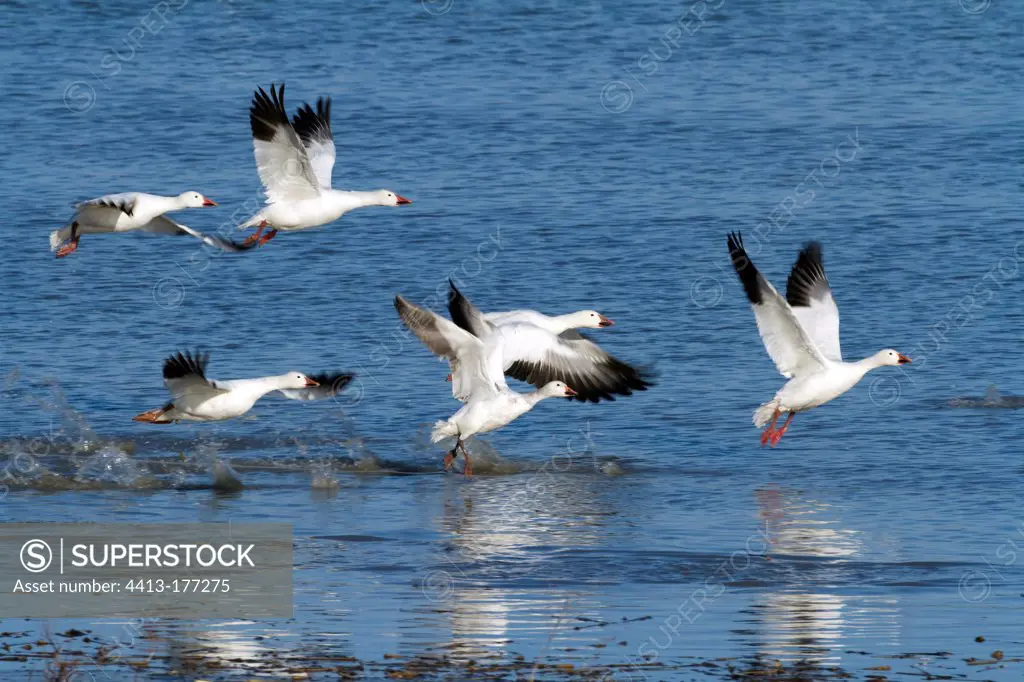 Migrating snow geese flying in a lake Quebec Canada