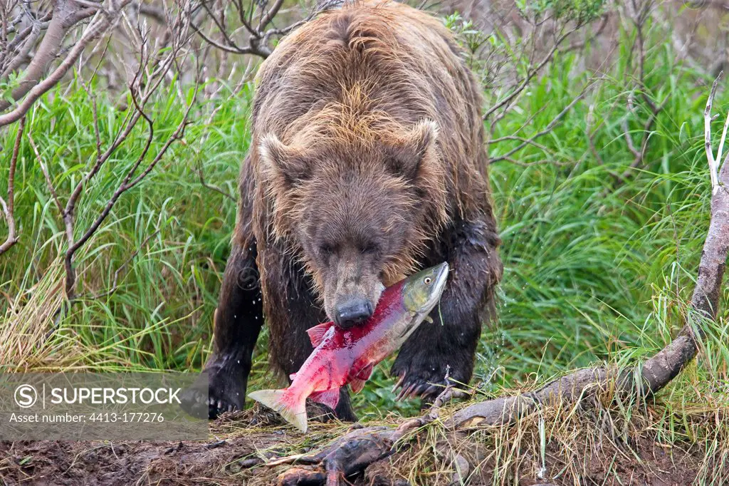 Grizzly eating a Sockeye Salmon Katmai NP Alaska