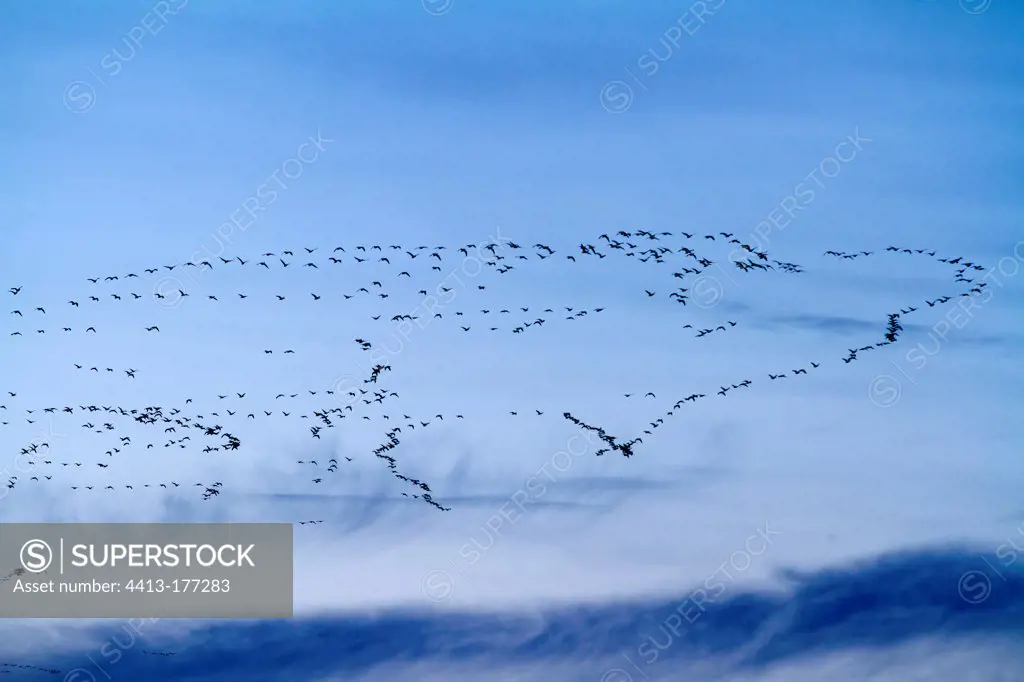 Snow Geese in flight migration Quebec Canada