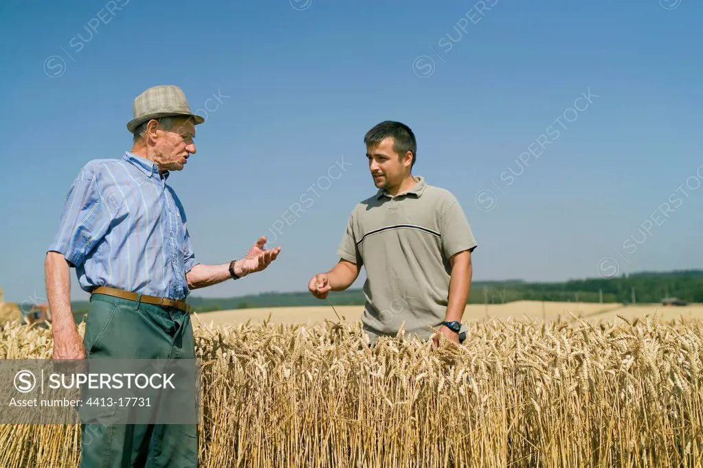 Retired farmer with a employee in a Wheat field France
