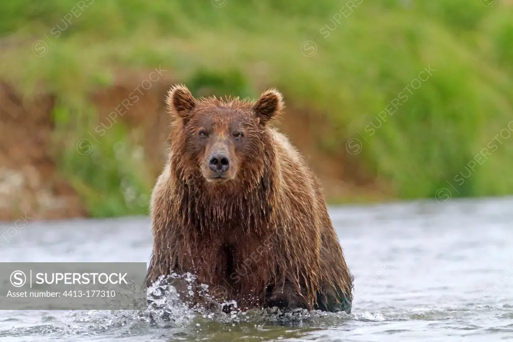 Grizzly fishing for salmon in the River Katmai NP Alaska
