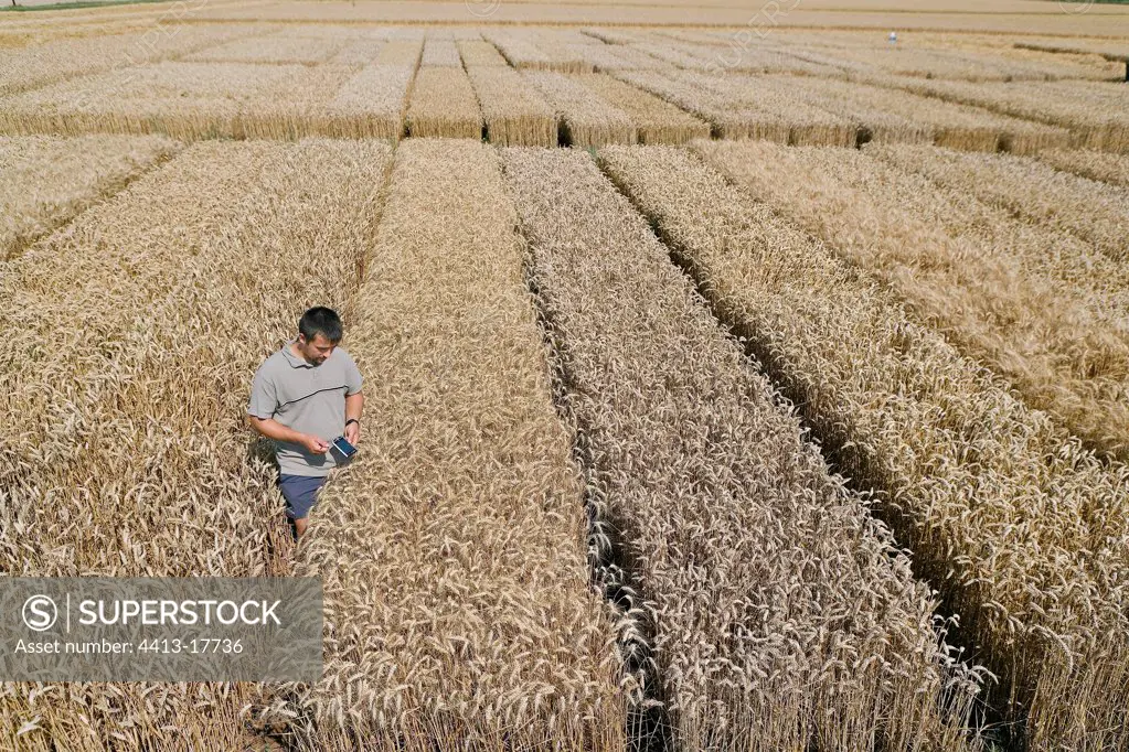 Technicien in an experimental Wheat field France