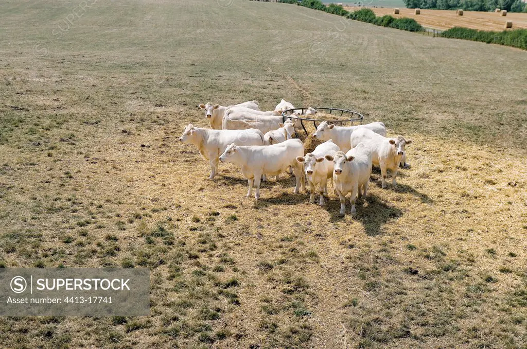 Herd of Charolaise cows during drought period France