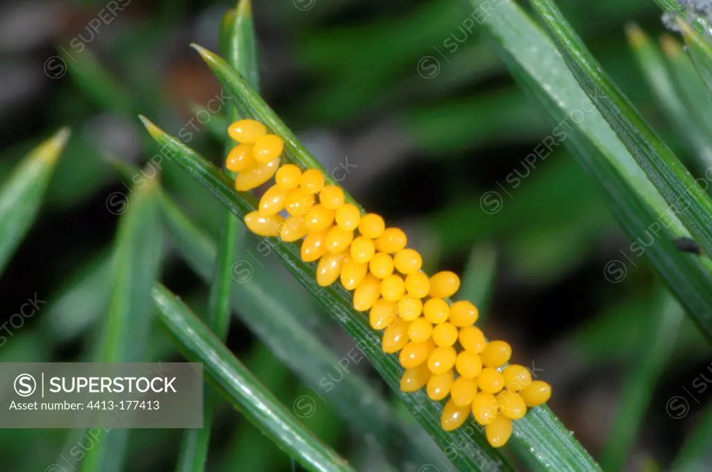Eggs of sevenspotted ladybug on a pine needle France
