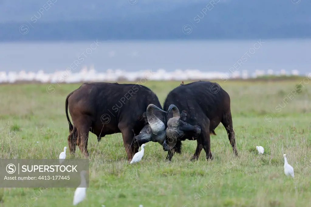 Fight of African buffalo males Nakuru National Park Kenya