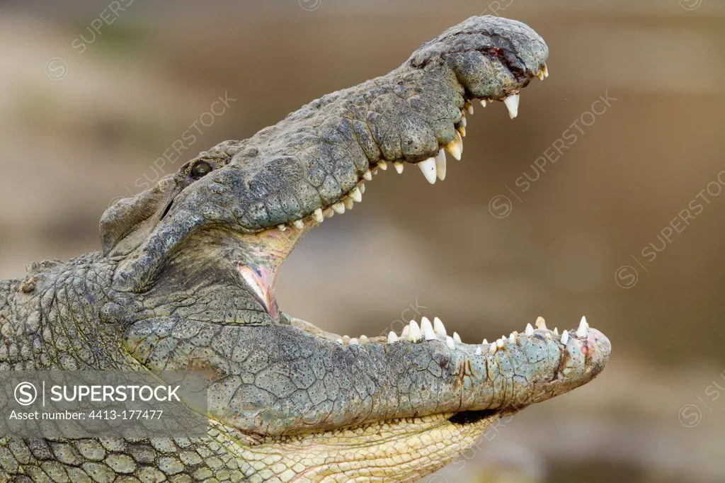 Portrait of a Nil Crocodile regulating its temperature Kenya