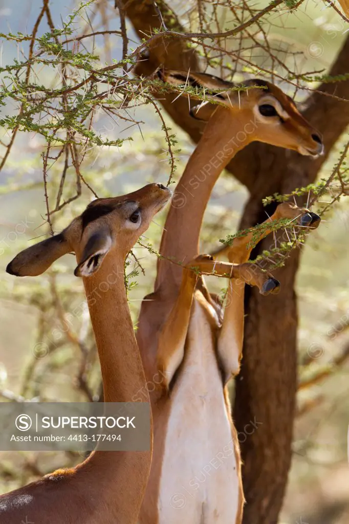 Gerenuk eating leaves of Acacia Samburu Kenya