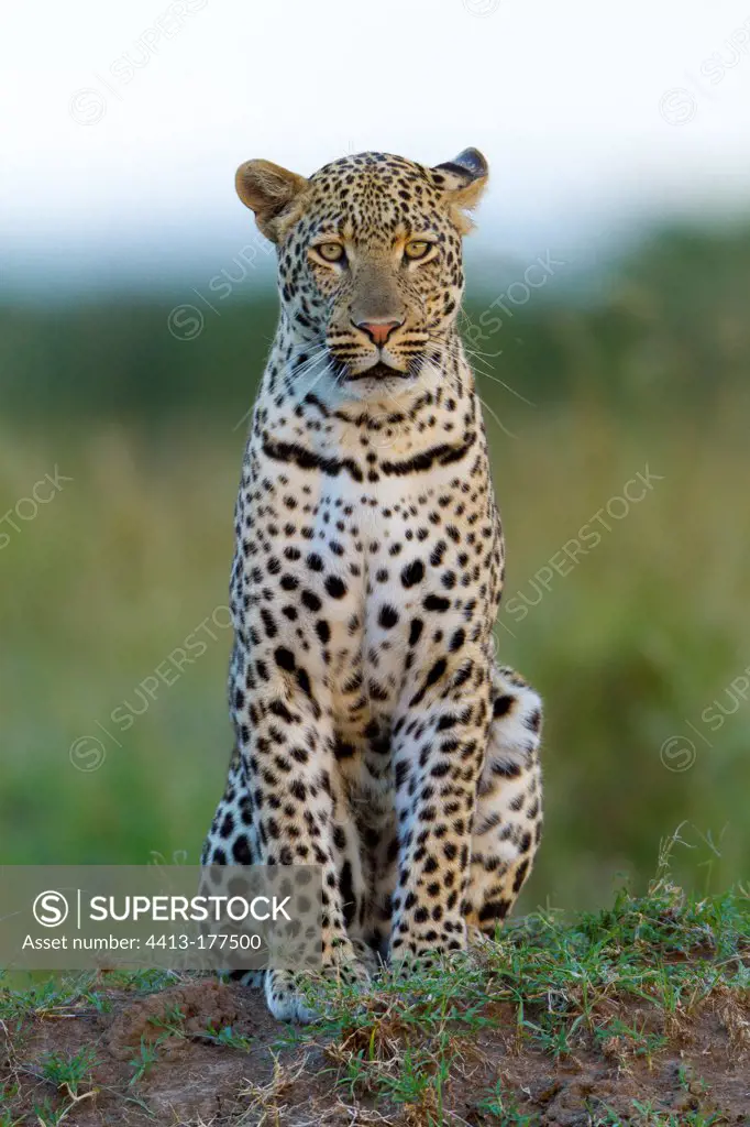 Leopard sitting Masai Mara Kenya