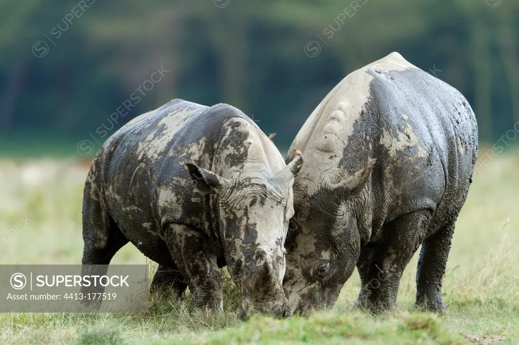 Male white Rhinoceros fighting Nakuru National Park Kenya