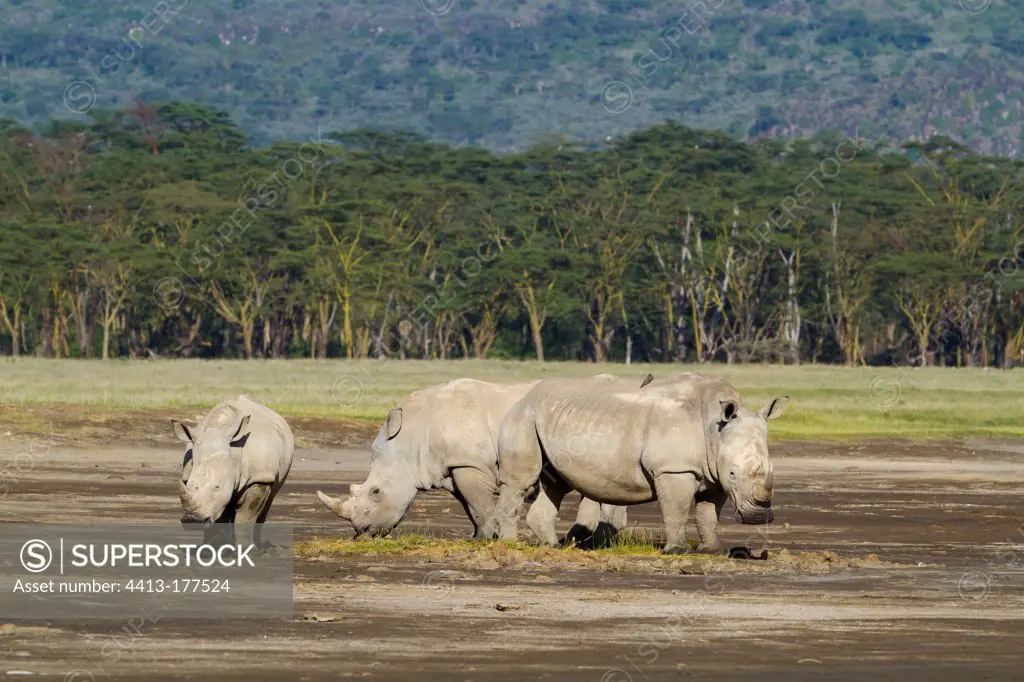 White rhinos at Lake Nakuru Kenya
