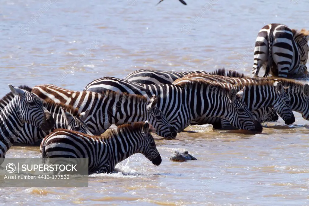 Grant's zebras attacked by a Nil crocodile Kenya