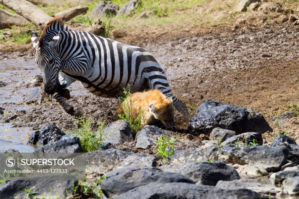 Grant's zebra jumping over a Spotted Hyena Kenya