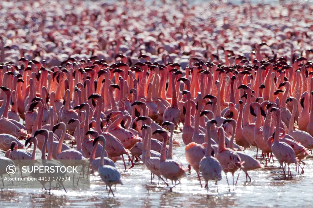 Male Lesser Flamingoes in courtship Lake Bogoria Kenya