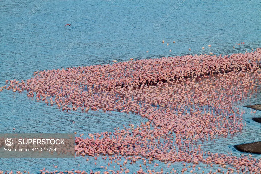 Colony of Lesser Flamingoes on the Lake Bogoria Kenya