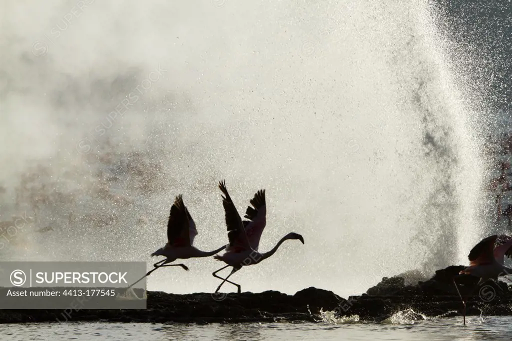 Lesser flamingos flying in front of a geyser Lake Bogoria Kenya